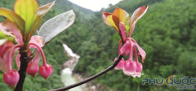 Hoa đào chuông Bà Nà