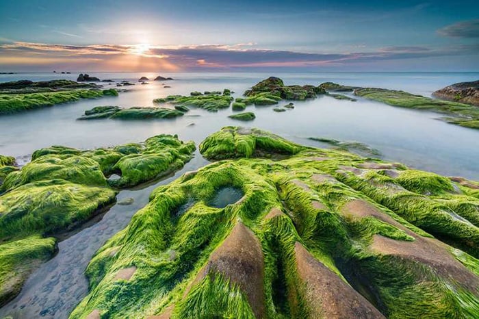 Rạn Nam Ô Đà Nẵng: mùa rêu và kinh nghiệm check in